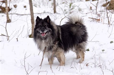 Black Samoyed: Do Black Samoyeds Actually Exist?