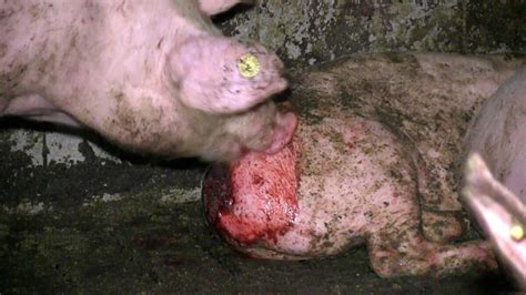 Grausame Zust Nde In Familienschweinemast Tierschutz Skandale