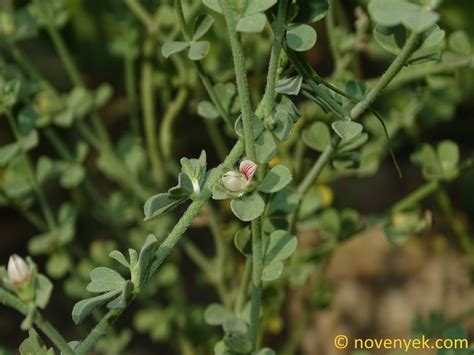 Image Collection Of Wild Vascular Plants Lotus Garcinii