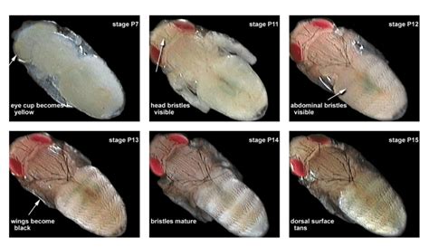 8: examples of six stages from the pupal phase. Images taken after ...