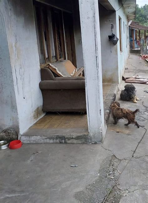 V Deo Durante Opera O Policial Cachorros Em Situa O De Maus Tratos