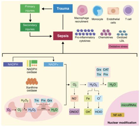 Cells Free Full Text Microrna Expression Is Associated With Sepsis