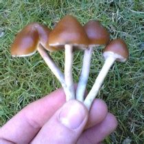 Psilocybe azurescens Spawn bag | Cyber-Shrooms