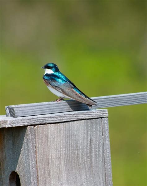 Here For You Tree Swallow 2023 Alaska Magazine Photo Contest