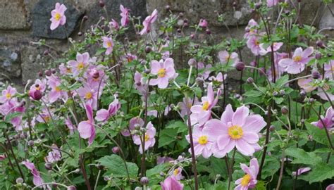 23 Complementary Companion Plants For Japanese Maples Rennie Orchards