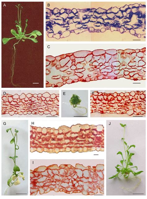 Arabidopsis Thaliana L Ecotype Columbia At Reproductive Growth Phase