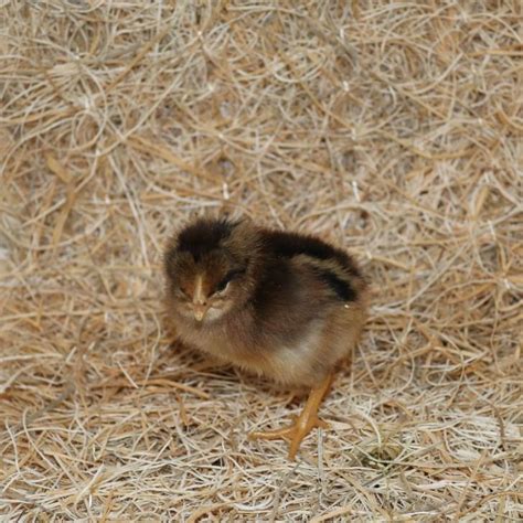 Brown Leghorn - Straight Run Chicks (Lot of 10 Chicks) | Rural King