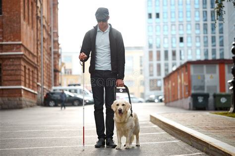 Blind Man With Cane And Guide Dog Walking On Pavement In Town Stock