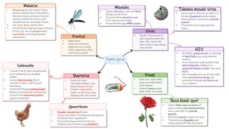 Gcse Communicable Diseases Mind Map Teaching Resources