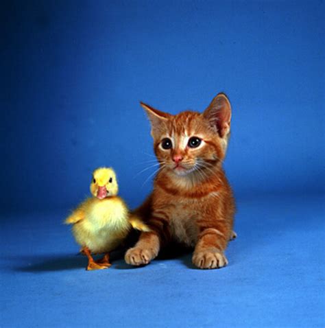 Animal friendship - CSMonitor.com