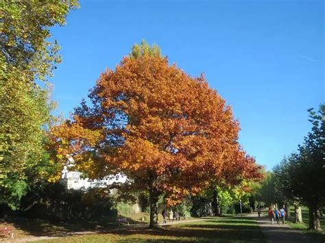 20 Types Of Oak Trees In Georgia To Discover Or Plant Today