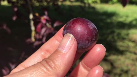 Purple Leaf Plum Tree Youtube