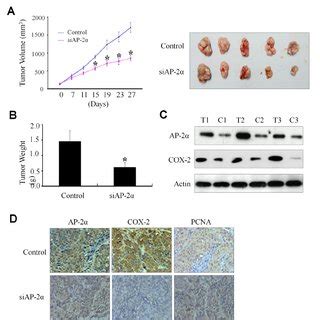 Regulation Of Npc Cell Proliferation By Ap A Four Npc Cell Lines