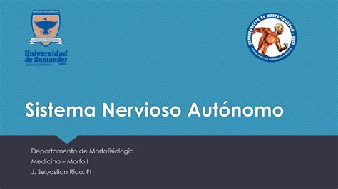 SOLUTION anatomía SN IV sistema nervioso autónomo Studypool