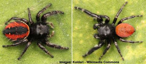 Types Of Black Spiders With Pictures Identification Guide 2022