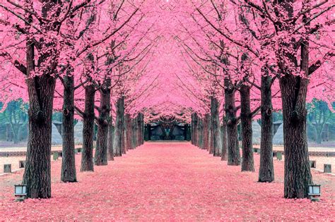 Walking Through Cherry Blossoms Tour | Dynasty Korea