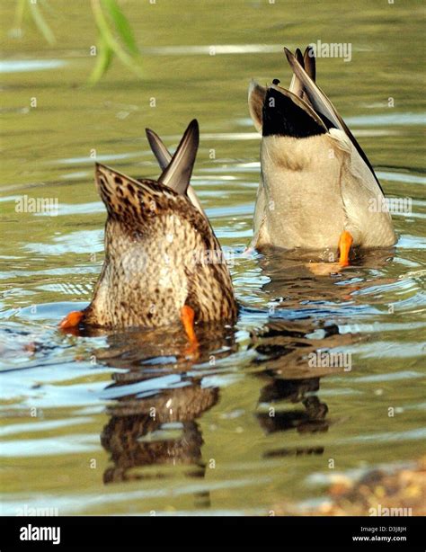 Dpa Two Mallard Ducks Have Their Heads Under Water And Their