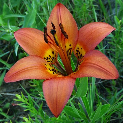 Western Wood Lily One Of My Favorite Wildflowers Flickr