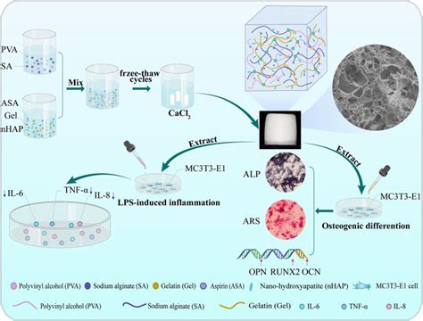 Frontiers Osteogenic And Anti Inflammatory Effect Of The