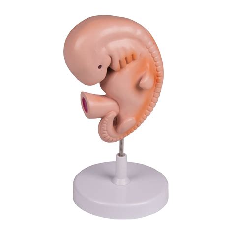 Menschlicher Embryo Modell Wochen Erler Zimmer L