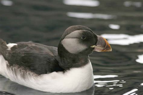 Puffins – Iceland's accidental mascot