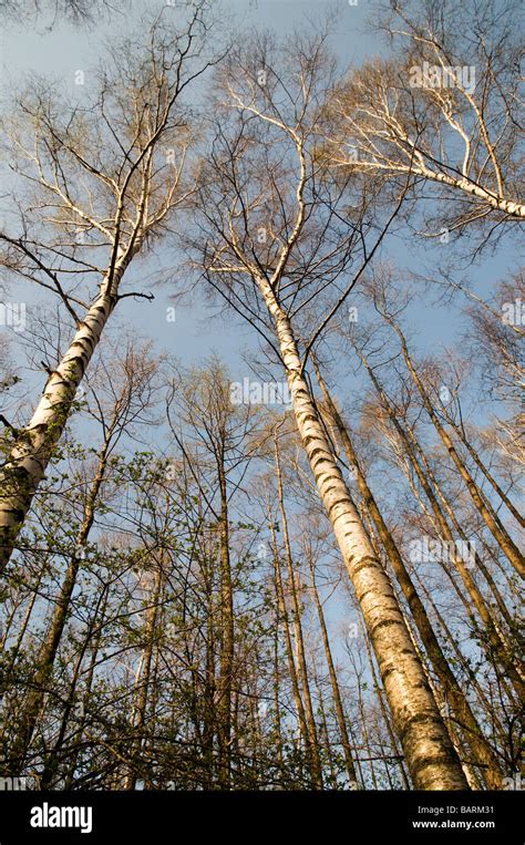 Tall Birch Tree Hi Res Stock Photography And Images Alamy