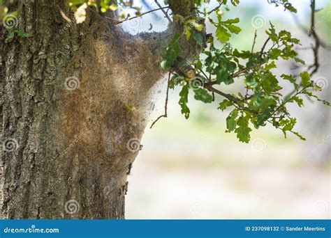 Oak Processionary Caterpillars Thaumetopoea Processionea Nest In A Tree