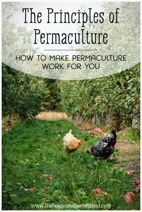 The Principles Of Permaculture And How To Make Them Work For You