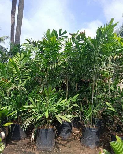 Well Drained Green Howea Forsteriana Kentia Palm For Garden Feet