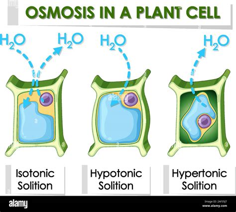 Osmosis In Plants