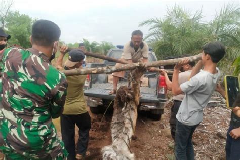 Harimau Sumatera Ditemukan Mati Terjerat Di Bengkalis Antara News