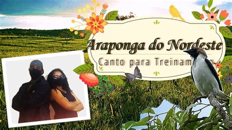 Araponga do Nordeste Procnias Averano Um Canto Bem Exótico