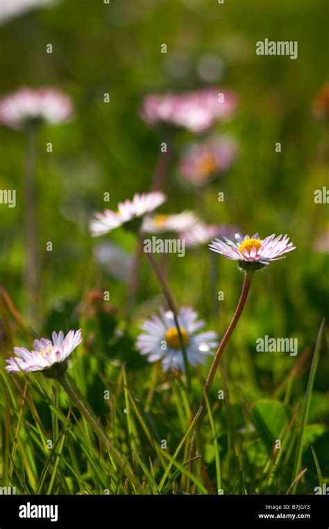 White Daisy Chateau Pey La Tour Bordeaux France Stock Photo Alamy