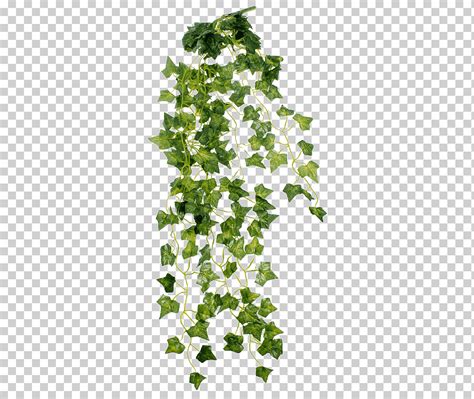 Planta Arbusto Vid Planta Hoja Rama Tallo De La Planta Png Klipartz