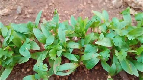 grow coriander leaves  home dhaniya  home garden simple
