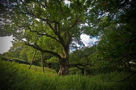 Preserving Macbeth’s Birnam Wood | The Shakespeare blog