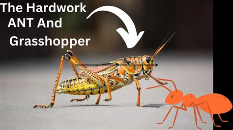 The Ant And Grasshopper Motivational Story The Wisdom Of Ant