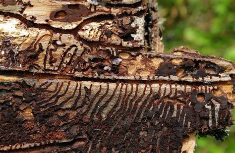 european spruce bark beetle  animal facts appearance diet