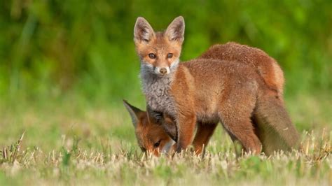 Fox Mating Habits And Behavior Information And Facts Exotella