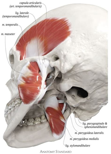 Skull With The Masticatory Muscles And Associated Ligaments Posterior