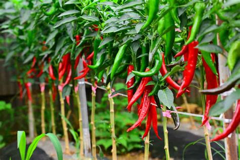 Growing Chili Peppers