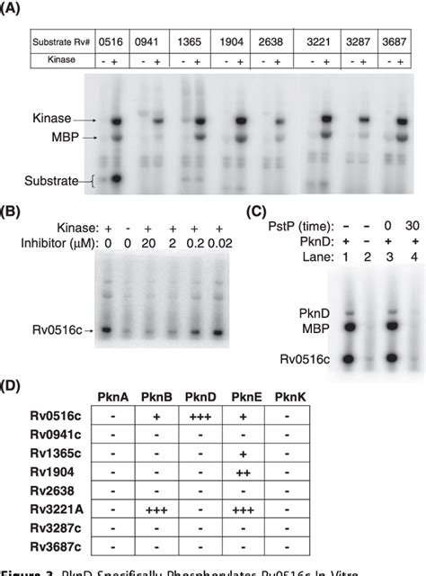 Figure 3 From M Tuberculosis Ser Thr Protein Kinase D Phosphorylates