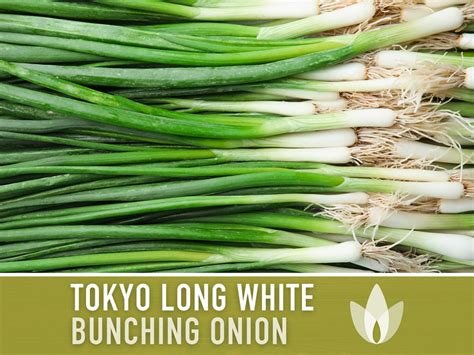 Tokyo Long White Bunching Onion Heirloom Seeds Etsy