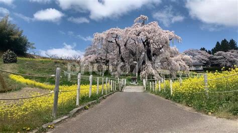 さくら 三春滝桜 サクラ 天然記念物 枝垂れ桜 滝桜 日本三大桜 日本五大桜 福島県 No 22063227｜写真素材なら「写真ac