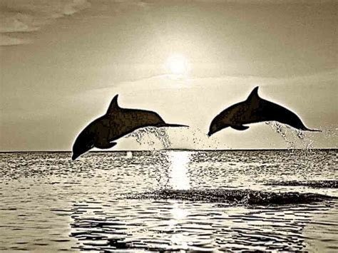 Dolphin Pencil Drawing at GetDrawings | Free download