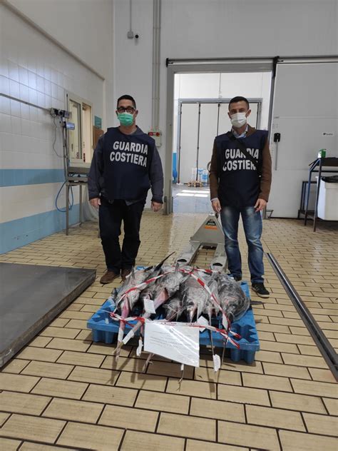 Sequestrato Dalla Capitaneria Di Porto Di Pozzallo Pesce Spada