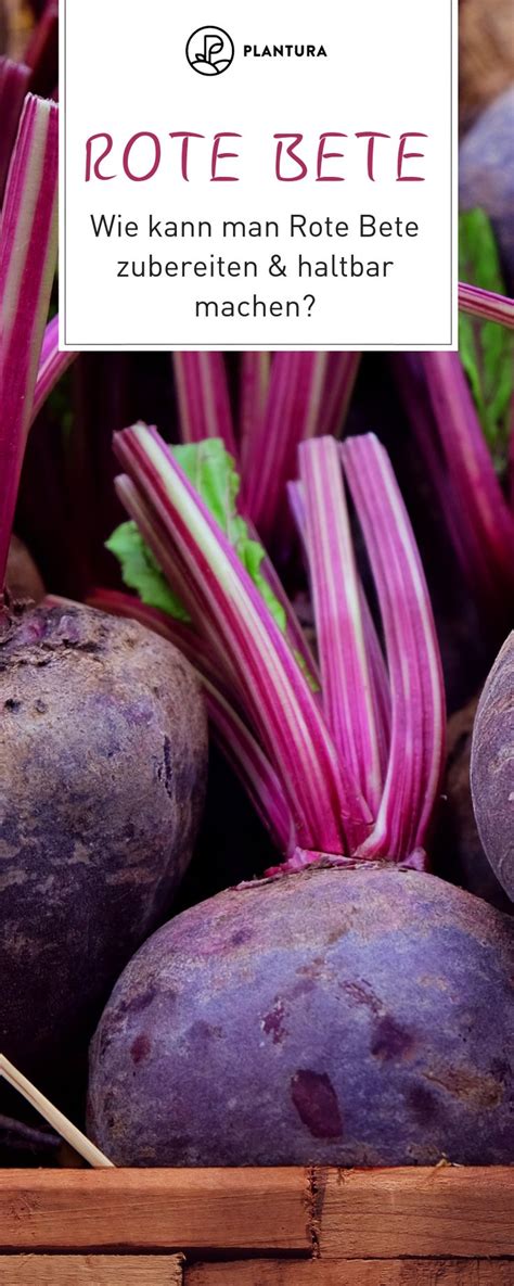 Rote Beete Ernten Lagern Einfrieren Einlegen Und Co Rote Bete