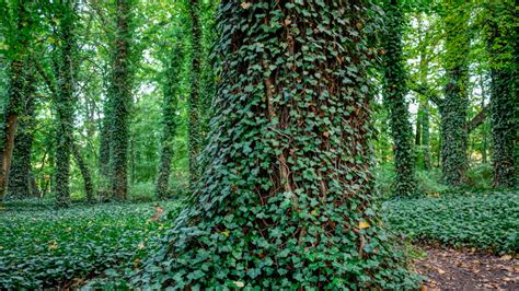 The Best Method For Removing Invasive Vines From Your Tree