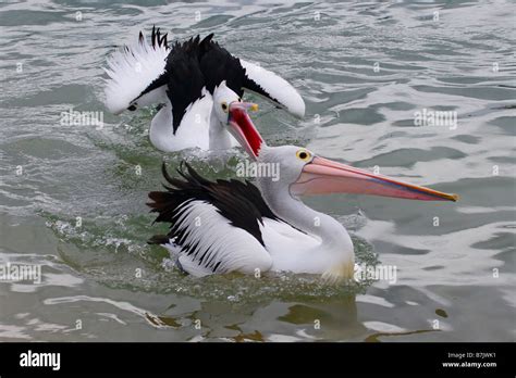 Australian Pelicans 2 Stock Photo - Alamy