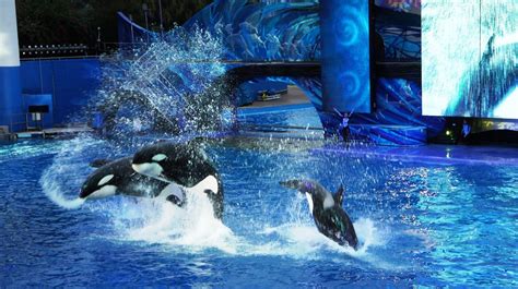 SeaWorld Orlando trip report - December 2013 (penguin & dolphin ...